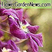 Containerpflanzung, Containeranbau, Clematis für Container, großblumige Clematis, frühe Clematis, späte Clematis
