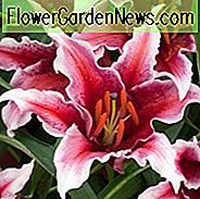 Lilium 'Sumatra', Lilie 'Sumatra', orientalische Lilie 'Sumatra', orientalische Lilien, dunkle Lilien, duftende Lilien, Lilienblume, Lilienblume