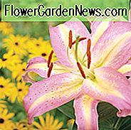 Lilium 'Tom Pouce', Lilie 'Tom Pouce', orientalische Lilie 'Tom Pouce', orientalische Lilien, rosa Lilien, duftende Lilien, Lilienblume, Lilienblume
