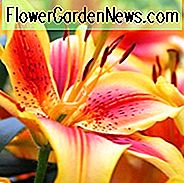 Asiatische Hybriden, asiatische Lilien, zweifarbige Lilien, wohlriechende Lilien, Lilienblume, Lilien-Blume