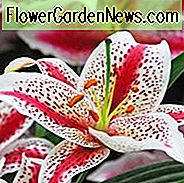 Lilium 'Dizzy', Lily 'Dizzy', orientalische Lilie 'Dizzy', Sommerlilien, Spätsommerlilien, weiße Lilien, Bicolor Lilien, orientalische Lilien, duftende Lilien, Lilienblüten, Lilienblüten