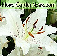 Lilium 'Muscadet', Lilie 'Muscadet', Orientalische Lilie 'Muscadet', Sommerblüher, Sommerlilien, Spätsommerlilien, weiße Lilien, Duftlilien