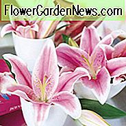 Lilium 'Star Gazer', Lilium 'StarGazer', Lilie 'Star Gazer', orientalische Lilie 'Star Gazer', Lilie 'StarGazer', orientalische Lilie 'StarGazer', orientalische Lilien, rosa Lilien, duftende Lilien, Lilienblume, Lilienblume