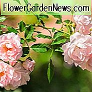 Kletterrosen, Ramblerrosen, Wanderrosen, große Rosen, Toprosen, beste Rosen für Wände, beste Rosen für Pergolen, beste Rosen für Zäune, beste Rosen für Dorne, beste Rosen für Arches