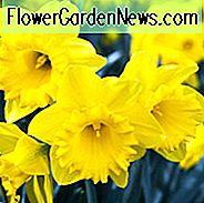 Narcissus Holländischer Meister, Narzisse 'Dutch Master', Trompeten Narzisse 'Dutch Master', Trompeten Narzisse, Frühlingszwiebeln, Frühlingsblumen, Trompeten Narzissen Gruppe, gelbe Blumen, Frühlingsblüher, preisgekrönte Narzisse