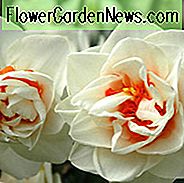 Narzissen-Blumen-Antrieb, Narzissen-Blumen-Antrieb, Narzissen- 'Blumen-Antrieb', doppelte Narzissen- 'Blumen-Antrieb', doppelter Narzissen- 'Blumen-Antrieb', Frühlings-Birnen, Frühlings-Blumen, doppelte Narzissen, wohlriechende Narzissen