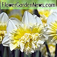 Narcissus Eiskönig, Narzissen Eiskönig, Narcisse Eiskönig,, Doppel Narzisse 'Eiskönig', Doppel Narzisse 'Eiskönig', Frühlingszwiebeln, Frühlingsblumen, duftende Narzisse