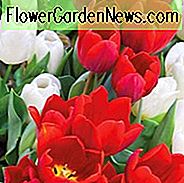 Tulipa Couleur Cardinal, Tulpe 'Couleur Cardinal', Single frühe Tulpe 'Couleur Cardinal', einzelne frühe Tulpen, Frühlingszwiebeln, Frühlingsblumen, Tulipe Couleur Cardinal, rote Tulpen