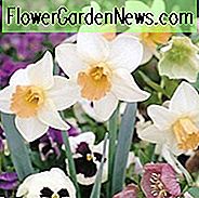 Narzissen-Salome, Narzissen-Salome, Narzisse Salome, Narzisse 'Salome', Nabelgras, Frühlingsblumen, Narcisse grande couronne, Frühlings-Narzisse, Narzisse