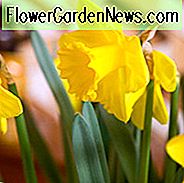 Narzissen-Standardwert, Narzissen-Standardwert, Trompetennarzissen-Standardwert, Trompetennarzisse, Frühlingszwiebeln, Frühlingsblumen, Narzissen-Standardwert, Trompetennarzisse, Narzisse der mittleren Jahreszeit, Narzisse des mittleren Frühlings, Narzisse des mittleren Frühlings