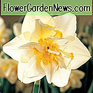 Narzisse Weißer Löwe, Narzisse 'Weißer Löwe', Narzisse 'Weißer Löwe', Narzisse 'Weißer Löwe', Frühlingszwiebeln, Frühlingsblumen, Narzisse, Narzisse, Narzisse, Narzisse, Narzisse