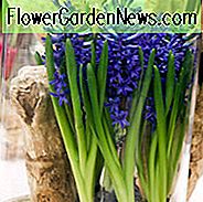 Hyazinthe Blue Jacket, Hyazinthe 'Blue Jacket', Holländische Hyazinthe, Hyacinthus Orientalis, Hyazinthe, Frühlingszwiebeln, Frühlingsblumen, blaue Hyazinthe, blaue Blüten