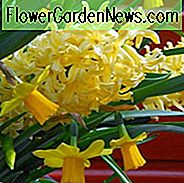 Hyazinthe-Stadt von Haarlem, Hyazinthe 'Stadt von Haarlem', holländische Hyazinthe, Hyacinthus Orientalis, gemeine Hyazinthe, Frühlings-Birnen, Frühlings-Blumen, gelbe Hyazinthe, gelbe Blume