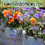 Anemone Blanda, Grecian Windflower, Holzanemone, Frühlingszwiebeln, Frühlingsblumen, Anemone Blanda White Splendor, Anemone Blanda Blau Schattierungen, Bulbs Design, Frühlingszwiebeln, Herbst Zwiebeln, Landschaftsbau Design, Garten Ideen,
