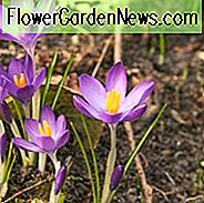 Krokus Tommasinianus, Frühen Krokus, Botanischer Krokus, Schneekrokus, Flieder Tommy, Frühlingszwiebeln, Frühlingsblumen, Krokus-Rubin-Riese, Krokus Whitewell Lila, Krokus Barrs Lila,