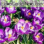 Crocus vernus Blumenrekord, holländischer Krokus 'Blumenrekord', Krokus 'Blumenrekord', Frühlingsblumen, Frühlingsblumen, riesiger Krokus, lila Krokus, frühe Frühlingsbirne
