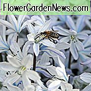 Squill Tubergiana, Scilla Mischtschenkoana, Frühlingszwiebeln, frühe Scilla, White Squill