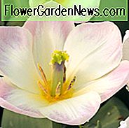 Tulipa 'Purissima', Tulpe 'Purissima', Fosteriana Tulpe 'Purissima', Tulpe 'Weißer Kaiser', Fosteriana Tulpe 'Weißer Kaiser', Fosteriana Tulpen, Frühlingszwiebeln, Frühlingsblumen, Weiße Tulpe, Frühe Tulpe