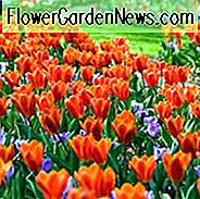 Kaufmanniana Tulip, Tulipa Showwinner, Tulipa Show-Gewinner, Tulip 'Showwinner', Kaufmanniana Tulip 'Showwinner', Tulip 'Show-Gewinner', Kaufmanniana Tulip 'Show-Gewinner' Waterlily Tulip 'Showwinner', Kaufmanniana Tulpen, Frühlingszwiebeln, Frühlingsblumen, Tulipe Show