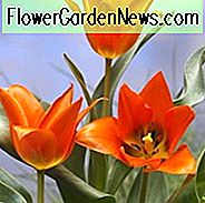 Tulipa Toronto, Tulpe 'Toronto', Greigii Tulpe 'Toronto', Greigii Tulpen, Frühlingszwiebeln, Frühlingsblumen, Tulipe Toronto, orange Tulpen