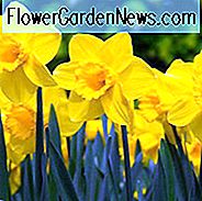 Narzissen Carlton, Narzisse 'Carlton', Narzisse 'Carlton', Narzissen, Frühlingszwiebeln, Frühlingsblumen, Narcisse Carlton, Große Narzisse, Narcisse Grande Couronne, Narzisse, Narzisse