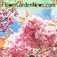 Japanische blühende Kirschen, blühende Kirschen, blühende Jahreszeit Blühende Kirschen, Sakura, duftende Kirschblüte, Higan Kirsche, Yoshino Kirsche, Fuji Kirsche