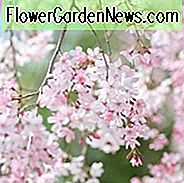Weinende Kirsche, weinende Kirschen, Prunus, japanische blühende Kirschen, blühende Kirschen, japanische blühende Kirschen, Sakura, Kirschblüte, Higan Kirsche, Yoshino Kirsche, Fuji Kirsche