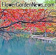Herbstfarben, Weinende Kirschen, Prunus, Japanische Blühkirschen, Zierkirschen, Sakura, Kirschblüte, Higan Kirsche, Yoshino Kirsche, Fuji Kirsche