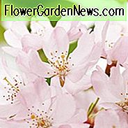 Japanische blühende Kirschen, duftende blühende Kirschen, japanische blühende Kirschen, Sakura, duftende Kirschblüte, Higan Kirsche, Yoshino Kirsche, Fuji Kirsche