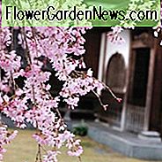 Japanische blühende Kirschen, blühende Kirschen, japanische blühende Kirschen, Sakura, Kirschblüte, Higan Kirsche, Yoshino Kirsche, Fuji Kirsche