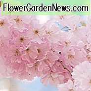 Prunus 'Accolade', blühende Kirsche 'Accolade', Kirsche 'Accolade', rosa Blüten, Frühlingsblumen