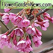 Prunus 'Kursar', Blühende Kirsche 'Kursar', Kirsche 'Kursar', Rosa Blüten, Frühlingsblumen, Rosa Kirschblüten, Japanische Kirsche, Blühender Kirschbaum, Blühender Baum, Kirschblütenbaum, Zierkirschen