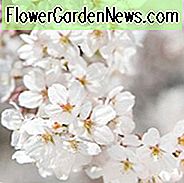 Prunus × yedoensis 'Somei-Yoshino', Japanische Blühende Kirsche 'Somei-Yoshino', Yoshino-Kirsche, Potomac-Kirsche, Tokyo-Kirsche, Blühender Strauch, Weiße Blüten