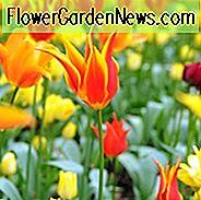 Tulipa 'Fliege weg, Tulpe' Fliege weg ', Lily-Flowered Tulpe' Fliege weg ', Lily-Flowered Tulpen, Frühlings-Birnen, Frühlingsblumen, Tulipe wegfliegen, Lily Flowered Tulip, rote Tulpe, zweifarbige Tulpe, mittlere Spätjahreszeit Tulpe, Mitte späten Frühling Tulpe