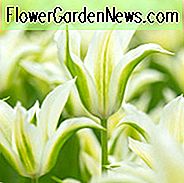 Tulipa 'Greenstar' Tulpe 'Greenstar', Lilien-Tulpe 'Greenstar', Lily-Tulpe 'Greenstar', Lilien-Tulpe, Tulpenzwiebeln, Frühlingsblumen, Tulpe, Tulpe, Tulpe, Tulpe