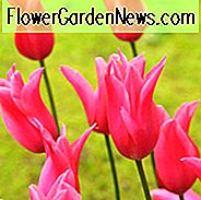 Tulpe Jacqueline, Tulpe 'Jacqueline', Lilien-Tulpe 'Jacqueline', Lilien-Tulpe 'Jacqueline', Lilien-Tulpen, Frühlingsblumen, Frühlingsblumen, Tulipe Jacqueline, Lilienblüten Tulpe, rosa Tulpe, Spätsaison Tulpe, spät Frühlingstulpe, mittleres Meer