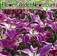 Tulipa 'Fliederzeit', Tulpe 'Fliederzeit', Lily-Flowered Tulpe 'Fliederzeit', Lily-Flowering Tulip Fliederzeit ', Lily-Flowered Tulips, Blumenzwiebeln, Frühlingsblumen, Tulipe Fliederzeit, Lily Flowered Tulip, Lila Tulpe, Spätjahreszeit Tulpe