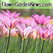 Tulipa 'Lilyrosa', Tulpe 'Lilyrosa', Lilien-blühende Tulpe 'Lilyrosa', Lilien-blühende Tulpe 'Lilyrosa', Lilien-blühende Tulpen, Frühlings-Birnen, Frühlings-Blumen, Tulipe Lilyrosa, Lilie geblühte Tulpe, purpurrote Tulpe, Spätjahreszeit Tulpe