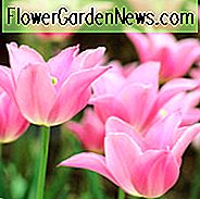 Tulipa Mariette, Tulpe 'Mariette', Lilien-Tulpe 'Mariette', Lilien-Tulpe 'Mariette', Lilien-Tulpe, Tulpenzwiebeln, Frühlingsblumen, Tulpe Mariette, Lilienblüten Tulpe, Tulpe, Spätsaison Tulpe, spät Frühlings-Tulpe