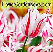 Tulpe '' Marilyn '', Lilien-geblühte Tulpe '' Marilyn ', Lilien-blühende Tulpe' 'Marilyn', Lilien-geblühte Tulpen, Frühlings-Zwiebeln, Frühlingsblumen, zweifarbige Tulpe, rote Tulpe, weiße Tulpe, Spätfrühlings-Tulpe, Spätsaison Tulpe