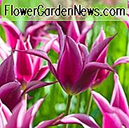 Tulipa 'Maytime', Tulpe 'Maytime', Lily-Flowered Tulpe 'Maytime', Lily-Blühende Tulpe 'Maytime', Lily-Flowered Tulpen, Spring Bulbs, Frühlingsblumen, Pink Tulip, Mitte der späten Jahreszeit Tulpe, Mitte späten Frühling Tulpe