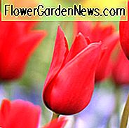 Tulipa Red Shine, Tulpe 'Red Shine', Lily-Tulpe 'Red Shine', Lily-Tulpe 'Red Shine', Lily-Tulpe, Spring Tulip, Tulip Red Shine, Rote Tulpe, Rote Lilie Tulpen