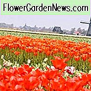 Tulpe, einzelne frühe Tulpe, einzelne späte Tulpe, doppelte frühe Tulpe, doppelte späte Tulpe, Lilien-Tulpe, gefranste Tulpe, Greigii Tulpe, Papageien-Tulpe, Frühlingsblumen