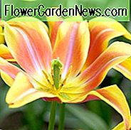 Tulipa Ballade Dream, Tulpe 'Ballade Dream', Lilien-geblühte Tulpe 'Ballade Dream', Lilien-blühende Tulpen, Frühlingszwiebeln, Frühlingsblumen, Tulpe-Ballade, Lilien-blühende Tulpe, Lilien-blühende Tulpe, zweifarbige Tulpe, gelbe Tulpe