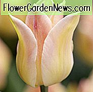 Tulipa Elegante Dame, Tulpe 'Elegante Dame', Lily-Flowered Tulpe 'Elegante Dame', Lily-Blühende Tulpe 'Elegante Dame', Lily-Flowered Tulips, Frühlingszwiebeln, Frühlingsblumen, Tulipe Elegante Dame, Lily Flowered Tulip, gelbe Tulpe, Cremetulpe