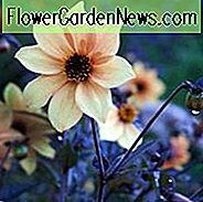 Dahlia 'Mystic Spirit', 'Mystic Spirit' Dahlia, Single-Flowering Dahlias, Orange Dahlia Flowers, Dark-Leaved Dahlias, Dahlia Tubers, Dahlia Bulbs, Dahlia Flower, Dahlia Flowers, summer bulbs