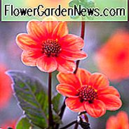 Dahlia 'Scura', 'Scura' Dahlia, Dahlia 'Scura', Dwerg Enkelbloemige Dahlia 'Scura', Mignon Enkele Dahlia 'Scura', Liliput Dahlia 'Scura', Oranje Dahlia's, Rode Dahlia's, Dahlia Mignon, Mignon Dahlias, Dwerg dahlia's