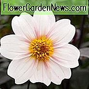Dalia Twyning's After Eight, Twyning's After Eight Dahlia, Dark Foliage Dahlia, Single Dahlias, White Dahlia Flowers, Dahlia Tubers, Dahlia Bulbs, Dahlia Flower, Dahlia Flowers, summer bulbs
