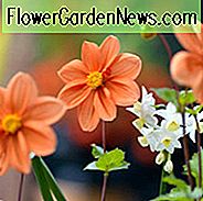 Dahlia Hemerik, Dahlia G.F. Hemerik, Orange Dahlias, Dahlia Mignon, Mignon Dahlias, Dwarf Dahlias