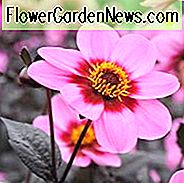 Dahlia 'Happy Single Wink', 'Happy Single Wink' Dahlia, Single-bloeiende Dahlia's, Pink Dahlia Flowers, Purple Dahlia Flowers, Dark-Leaved Dahlia's, Dahlia Tubers, Dahlia Bulbs, Dahlia Flower, Dahlia Flowers, summer bulbs